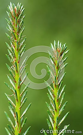 Pine needles Stock Photo