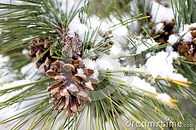 Pine needles and codes with snow Stock Photo