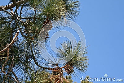 PINE NEEDLES AND CONES ON TREE Stock Photo