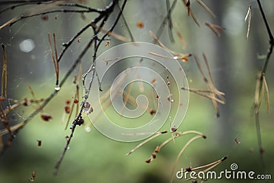 Pine needles and dew in web in Caledonian forest in Scotland Stock Photo