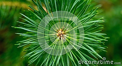 Pine needles diverge from the center. Green sprig of pine. Belarusian forest. Stock Photo