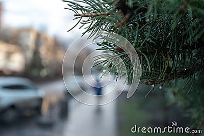 pine needles with raindrops on a blurred background of the city Stock Photo