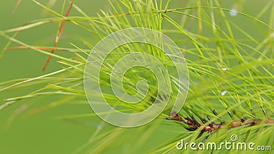 Pine Needles With Raindrops. Coniferous Tree Branches In Spring. Natural Background. Shallow depth of field. Stock Photo