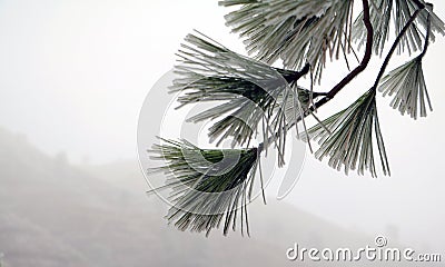 Pine needles in the snow Stock Photo