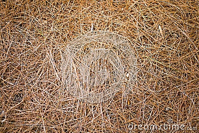 Pine Needles Texture Stock Photo