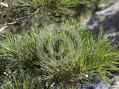 Pine Tree Needles on Upper Bristlecone Loop Trail, Mt. Charleston, Nevada Stock Photo