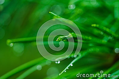 Pine needles with water drops in the park Stock Photo