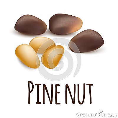 Pine nut icon, realistic style Vector Illustration