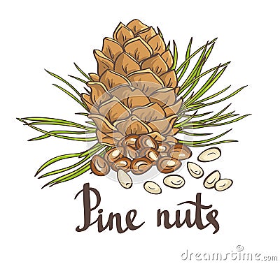 Pine nuts and pine cones. Hand drawn vector illustration. Vector Illustration