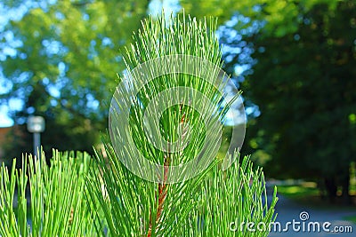 Pine in the park close-up summer sun Stock Photo