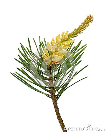 Pine (Pinus sylvestris) branch Stock Photo