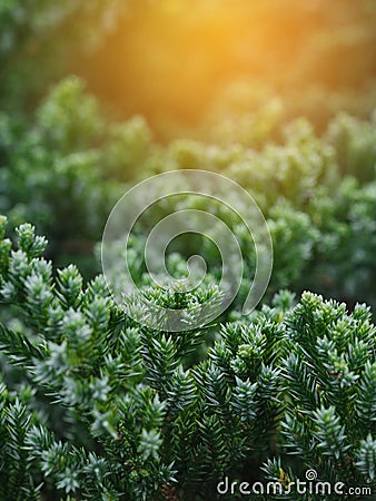 Closeup pine apple leaves and sunlight effects. Stock Photo