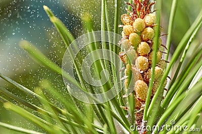 Allergenic pine pollen cone Stock Photo