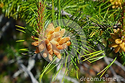 Pine Pollen Stock Photo