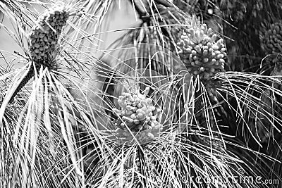 pine pollen in nature. pine pollen in nature outdoor. pine pollen on branch in nature. Stock Photo