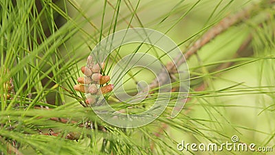 Pine Pollen On A Young Cone. A Pine Is Any Conifer Tree Or Shrub In The Genus Pinus. Close up. Stock Photo