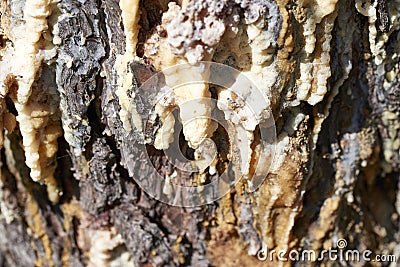 pine resin in a meadow Stock Photo