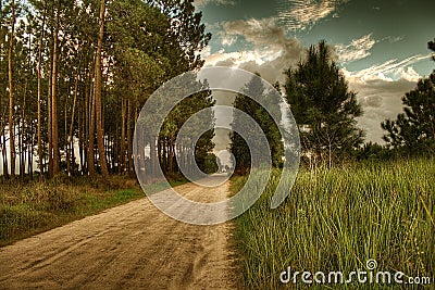 Pine road Stock Photo