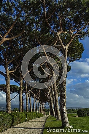 Pine road. Roads between the trees. Stock Photo