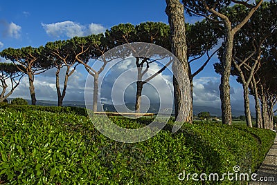 Pine road. Roads between the trees. Stock Photo