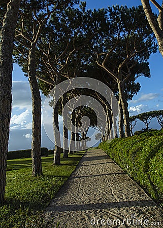 Pine road. Roads between the trees. Stock Photo