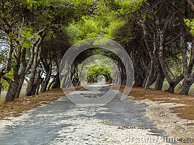 Pine road. Roads between the trees. Stock Photo