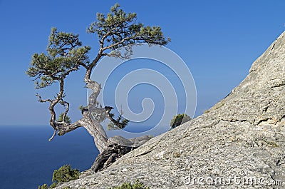 Pine on a rock against the blue sky. Crimea. Stock Photo