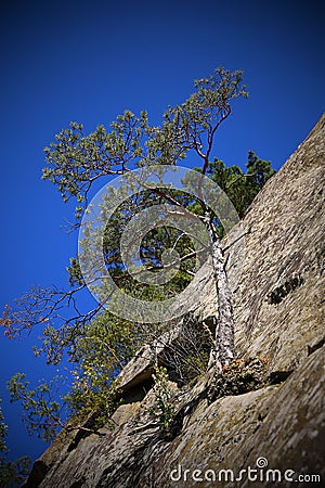 Pine on the rock Stock Photo