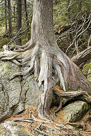 Pine roots on the big stone Stock Photo