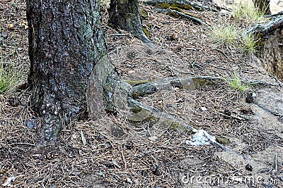 Pine roots on the ground, covered with pine needles. Stock Photo