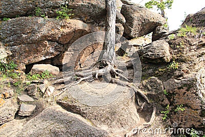 Pine roots on a rock Stock Photo