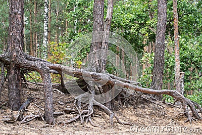 Pine roots stabilizing dune Stock Photo