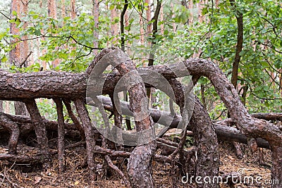 Pine roots stabilizing dune Stock Photo