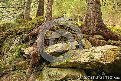 Pine roots in the wild forest Stock Photo