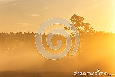 Pine silhouette in sunrise morning misty light Stock Photo