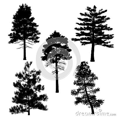 Pine silhouette Stock Photo