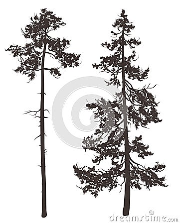 Pine Vector Illustration