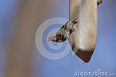 Pine Siskin (Carduelis pinus pinus) Stock Photo