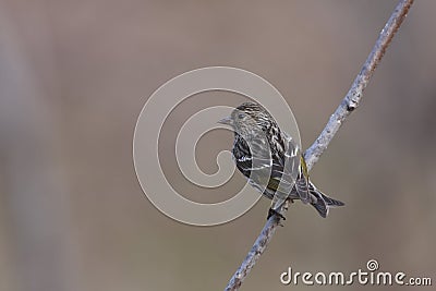 Pine Siskin (Carduelis pinus pinus) Stock Photo