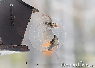 Pine Siskin finches (Carduelis pinus) - take to the air in a scuffle over territory that is over in three seconds. Stock Photo