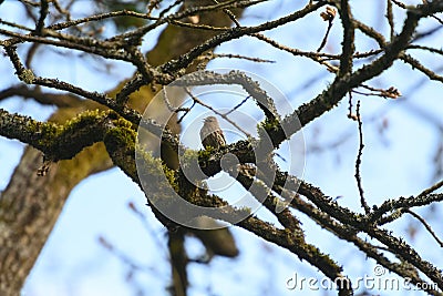 Pine Siskin resing on tree branch Stock Photo