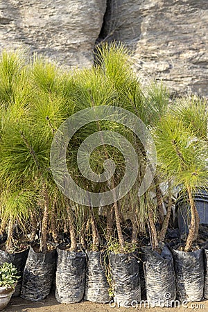 Pine small tree are growing in a bags in plant nursery Stock Photo