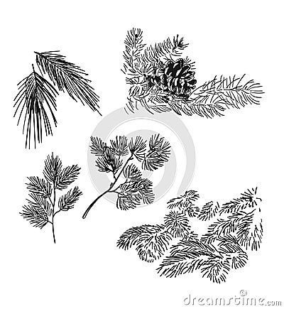 Pine and spruce branches design elements vector sketch set Stock Photo