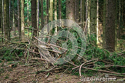 Pine spruce conifer forest cut tree branch ground Stock Photo