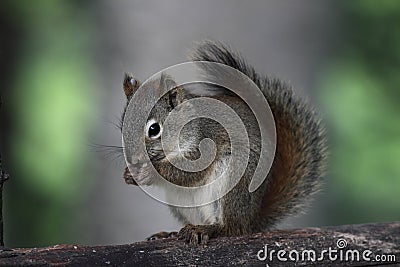 Pine Squirrel Stock Photo