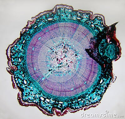 Pine stem cross section Stock Photo