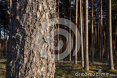 Pine stem Stock Photo