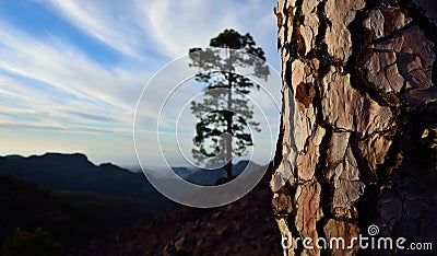 Pine stem, Pilancones, Gran Canaria Stock Photo