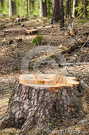 Pine stump after deforestation Stock Photo