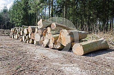 Pine timber stacked at lumber yard Stock Photo